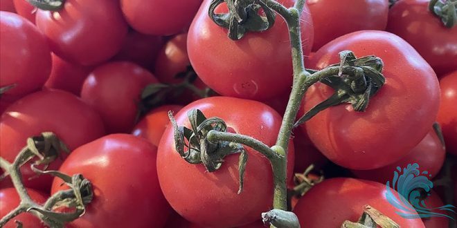 Domatesi Taze Tutma Yöntemleri Nelerdir? – İstemi.net Kişisel Blog Sitesi